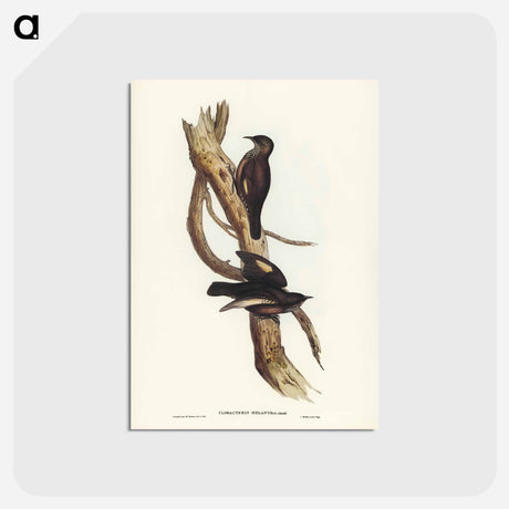 アートポストカード-Black-tailed Tree-Creeper
 - ジョン グールド Postcard.