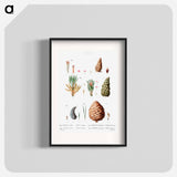 Traité des Arbres et Arbustes que l'on cultive en France en pleine terre - Pierre-Joseph Redouté Poster.