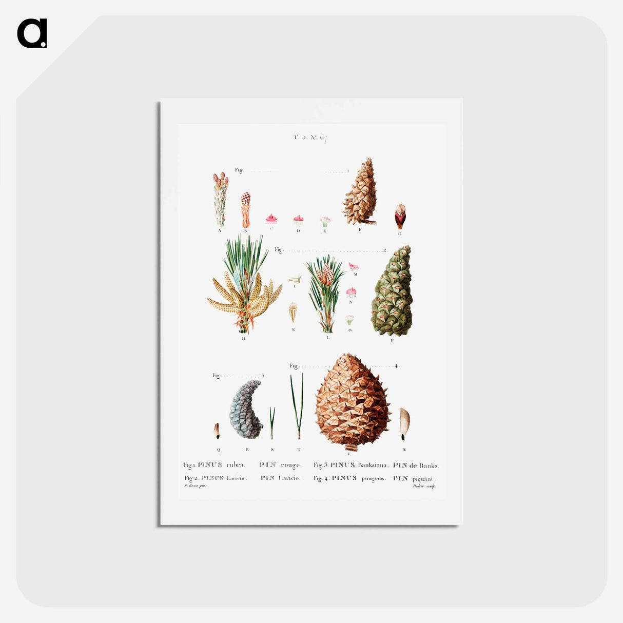 アートポストカード-Traité des Arbres et Arbustes que l’on cultive en France en pleine terre - ピエール ジョゼフ ルドゥーテ Postcard.