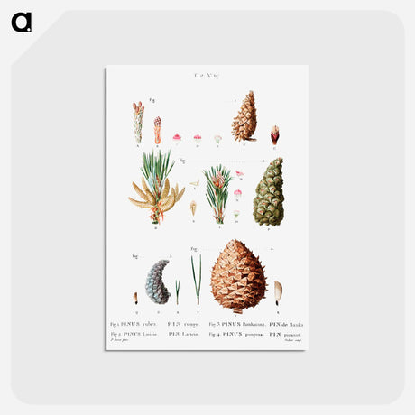 アートポストカード-Traité des Arbres et Arbustes que l’on cultive en France en pleine terre - ピエール ジョゼフ ルドゥーテ Postcard.