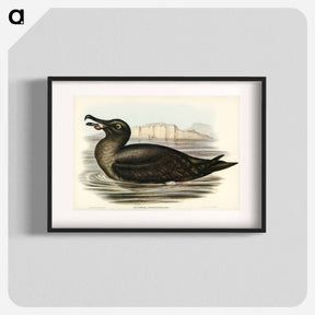 アートポスター-Sooty Albatross
 - オーストラリアの鳥 Poster.