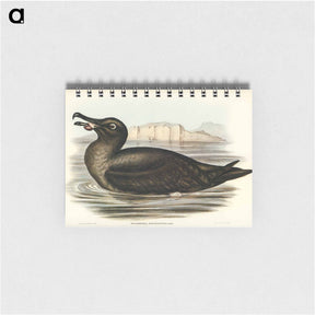 アートメモ帳-Sooty Albatross
 - オーストラリアの鳥 Memo.