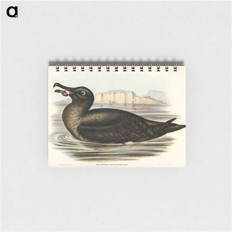 アートメモ帳-Sooty Albatross
 - オーストラリアの鳥 Memo.