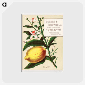 アートポストカード-Lemon - Bugbee & Brownell
 - ボストン公共図書館 Postcard.