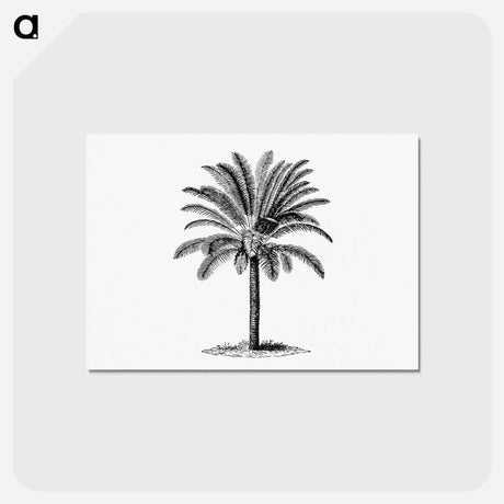 アートポストカード-Tropical Tree
 - 大英図書館 Postcard.