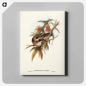 アートパネル-Helmeted Honey-eater
 - ジョン グールド Canvas.