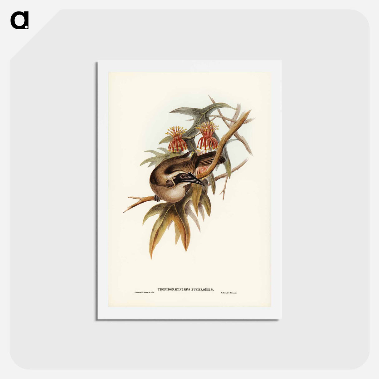 アートポストカード-Helmeted Honey-eater
 - ジョン グールド Postcard.