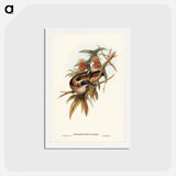 アートポストカード-Helmeted Honey-eater
 - ジョン グールド Postcard.