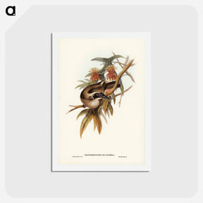 アートポストカード-Helmeted Honey-eater
 - ジョン グールド Postcard.