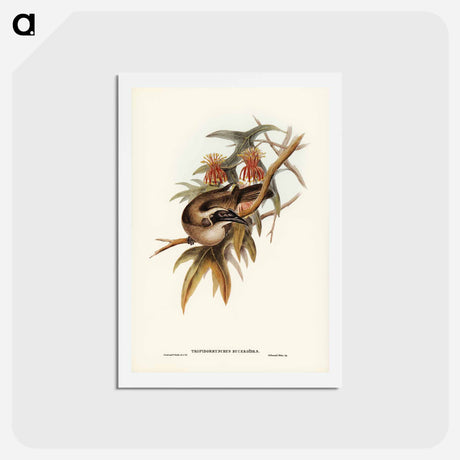 アートポストカード-Helmeted Honey-eater
 - ジョン グールド Postcard.