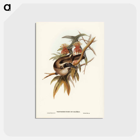 アートポストカード-Helmeted Honey-eater
 - ジョン グールド Postcard.