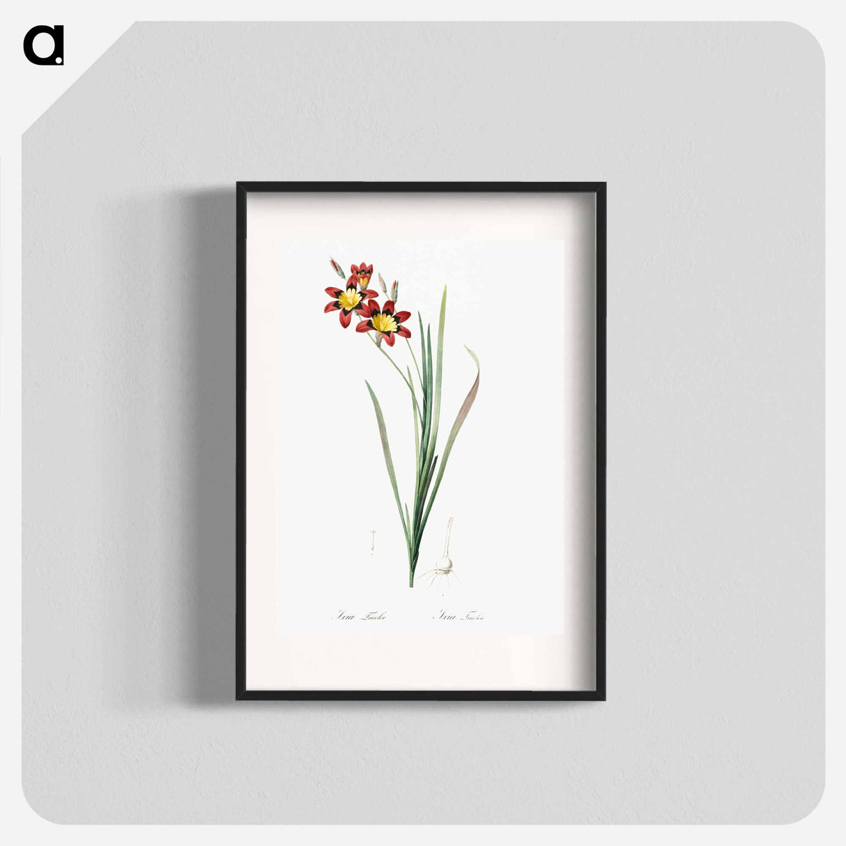 Ixia tricolor - Pierre Joseph Redouté Poster.