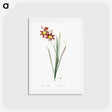 アートポストカード-Ixia tricolor - ピエール ジョゼフ ルドゥーテ Postcard.