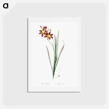 アートポストカード-Ixia tricolor - ピエール ジョゼフ ルドゥーテ Postcard.