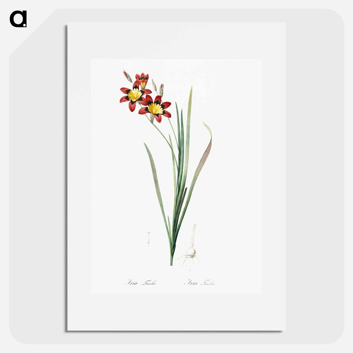 Ixia tricolor - Pierre Joseph Redouté Poster.