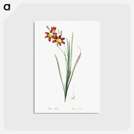 アートポストカード-Ixia tricolor - ピエール ジョゼフ ルドゥーテ Postcard.