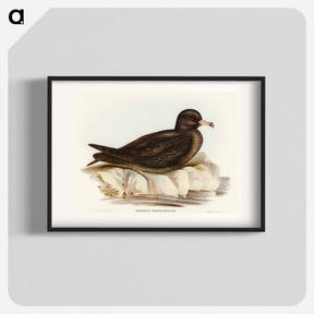 アートポスター-Fleshy-footed Petrel
 - オーストラリアの鳥 Poster.