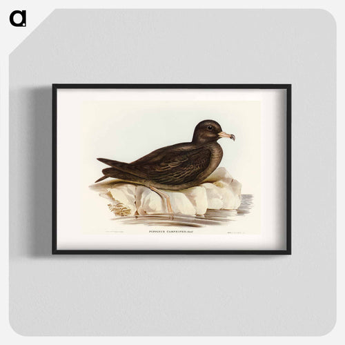 Fleshy-footed Petrel
 - オーストラリアの鳥 Poster.