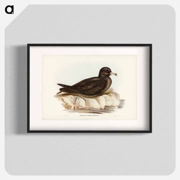 Fleshy-footed Petrel
 - オーストラリアの鳥 Poster.