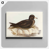 アートパネル-Fleshy-footed Petrel
 - オーストラリアの鳥 Canvas.