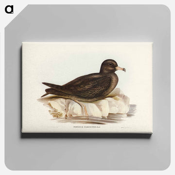 Fleshy-footed Petrel
 - オーストラリアの鳥 Canvas.