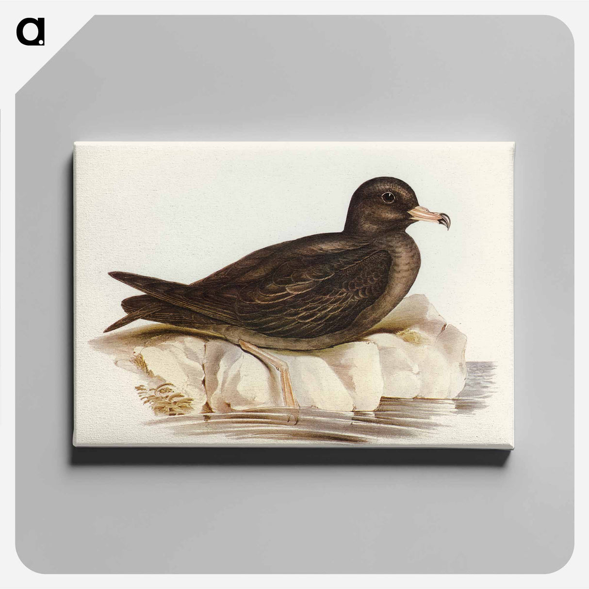 アートパネル-Fleshy-footed Petrel
 - オーストラリアの鳥 Canvas.
