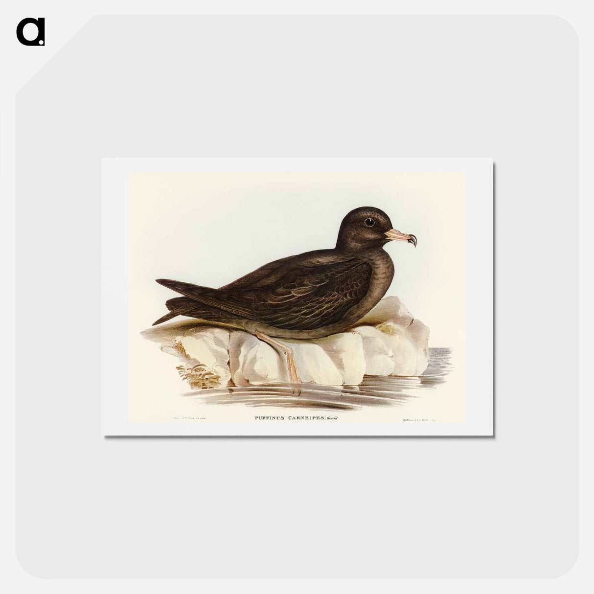 アートポストカード-Fleshy-footed Petrel
 - オーストラリアの鳥 Postcard.