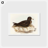 アートポストカード-Fleshy-footed Petrel
 - オーストラリアの鳥 Postcard.