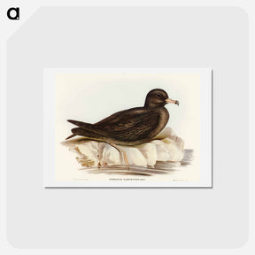 アートポストカード-Fleshy-footed Petrel
 - オーストラリアの鳥 Postcard.