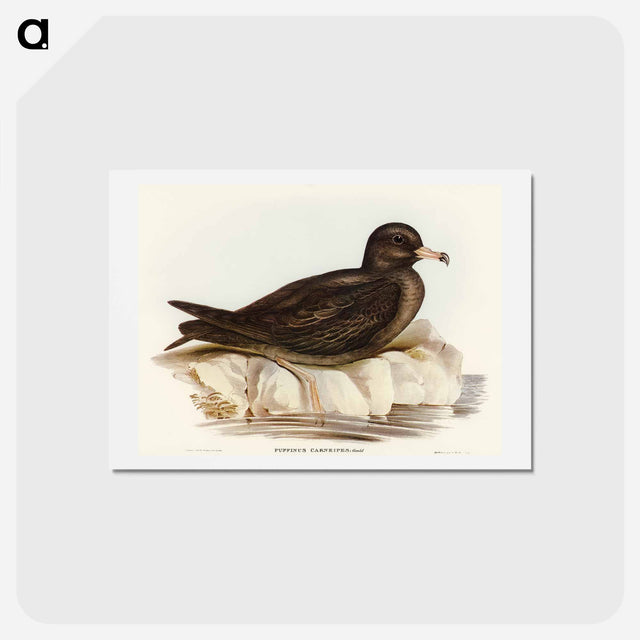 アートポストカード-Fleshy-footed Petrel
 - オーストラリアの鳥 Postcard.