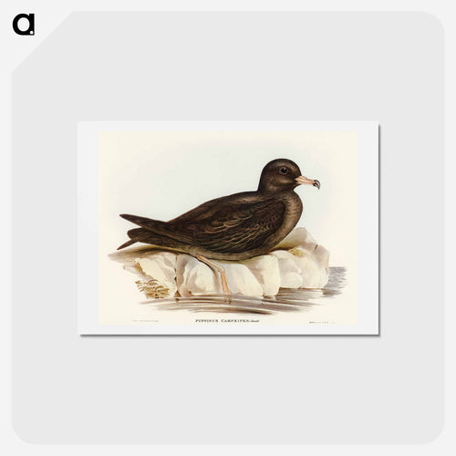 Fleshy-footed Petrel
- オーストラリアの鳥 Postcard.