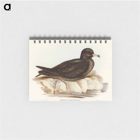 アートメモ帳-Fleshy-footed Petrel
 - オーストラリアの鳥 Memo.