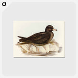 アートポストカード-Fleshy-footed Petrel
 - オーストラリアの鳥 Postcard.