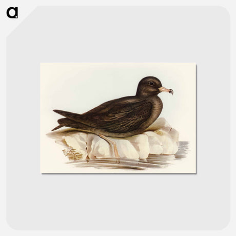 アートポストカード-Fleshy-footed Petrel
 - オーストラリアの鳥 Postcard.