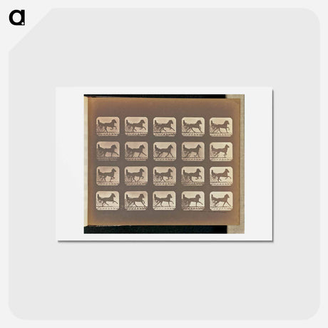 アートポストカード-Irregular Gait
 - エドワード マイブリッジ Postcard.
