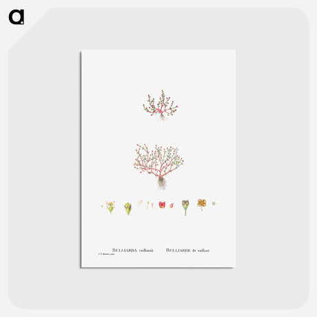 アートポストカード-Bulliards Vaillantii - ピエール ジョゼフ ルドゥーテ Postcard.