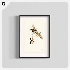 アートポスター-White-winged Sittella
 - オーストラリアの鳥 Poster.
