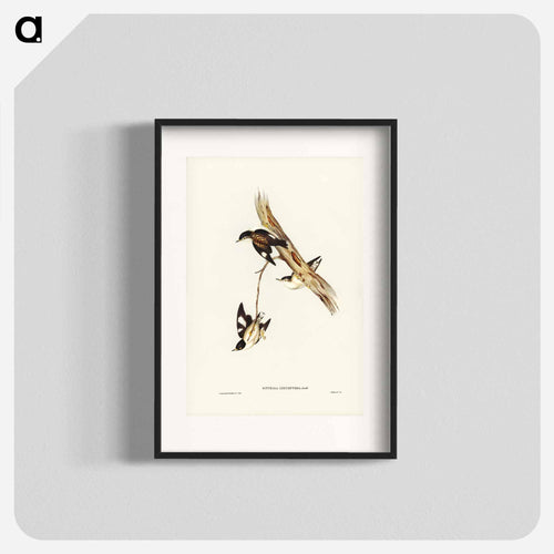 White-winged Sittella
 - オーストラリアの鳥 Poster.