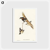 アートポストカード-White-winged Sittella
 - オーストラリアの鳥 Postcard.