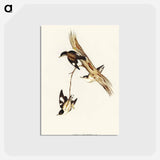 アートポストカード-White-winged Sittella
 - オーストラリアの鳥 Postcard.