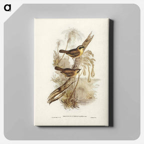 アートパネル-Yellow-throated Sericornis
 - ジョン グールド Canvas.