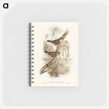 Yellow-throated Sericornis
 - ジョン グールド Memo.