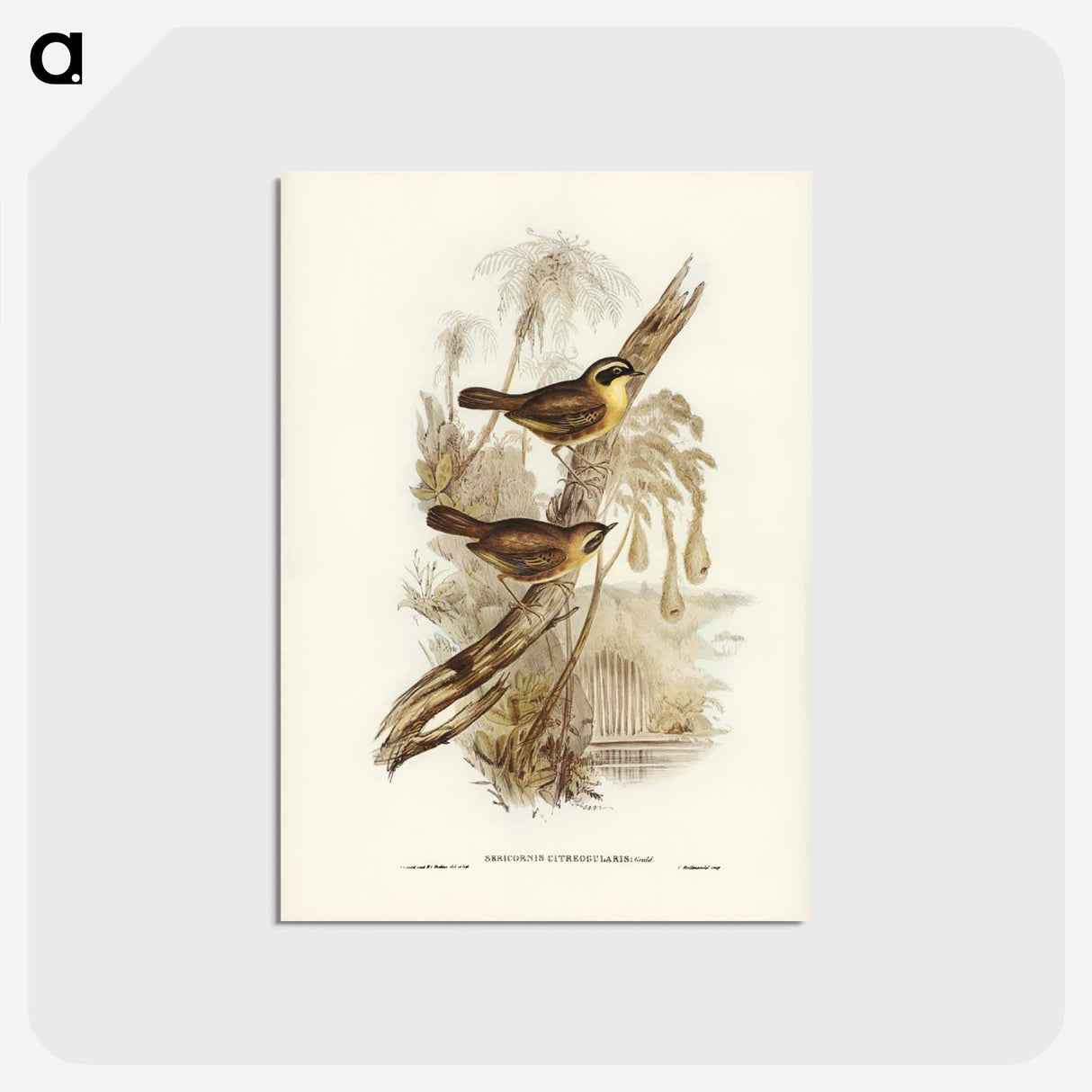 アートポストカード-Yellow-throated Sericornis
 - ジョン グールド Postcard.