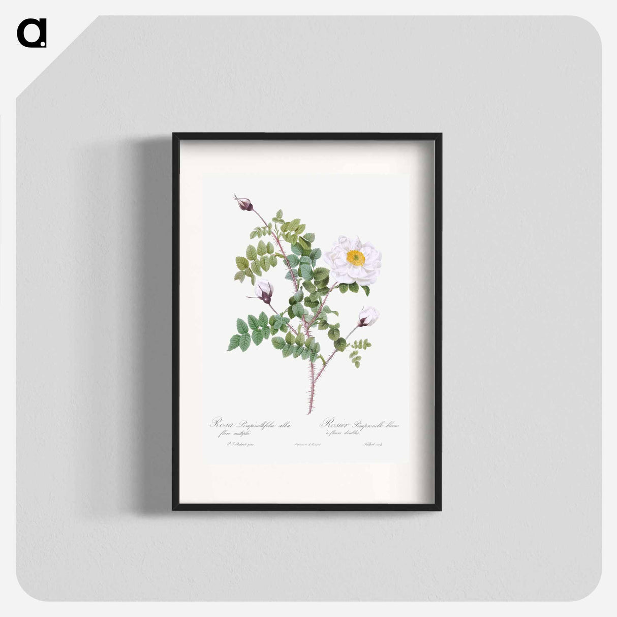 Double White Burnet Rose - Pierre Joseph Redouté Poster.