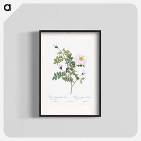 アートポスター-Double White Burnet Rose - ピエール ジョゼフ ルドゥーテ Poster.