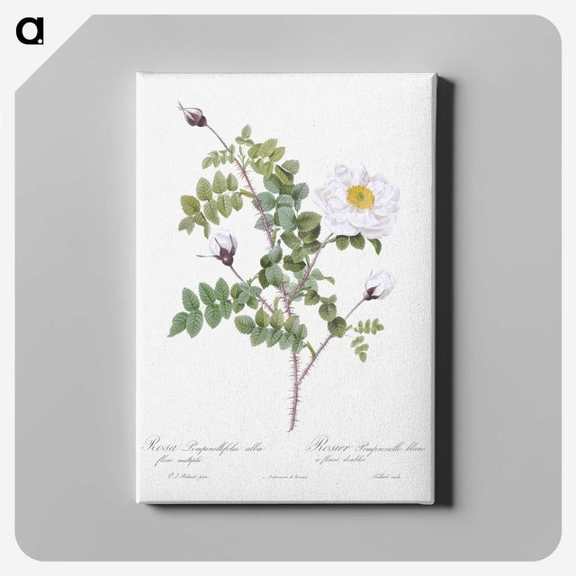 7-55_Pierre-Joseph-Redoute_canvas