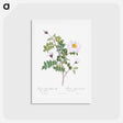 アートポストカード-Double White Burnet Rose - ピエール ジョゼフ ルドゥーテ Postcard.
