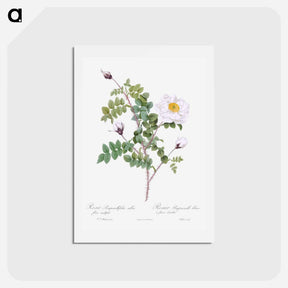 アートポストカード-Double White Burnet Rose - ピエール ジョゼフ ルドゥーテ Postcard.