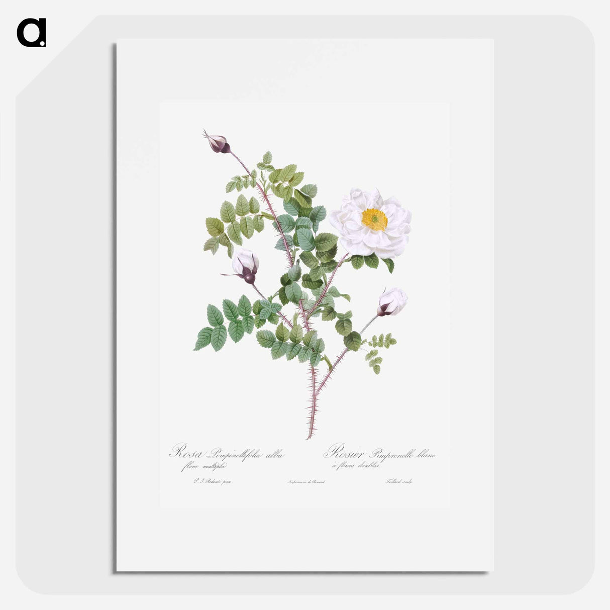 Double White Burnet Rose - Pierre Joseph Redouté Poster.