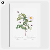 Double White Burnet Rose - Pierre Joseph Redouté Poster.